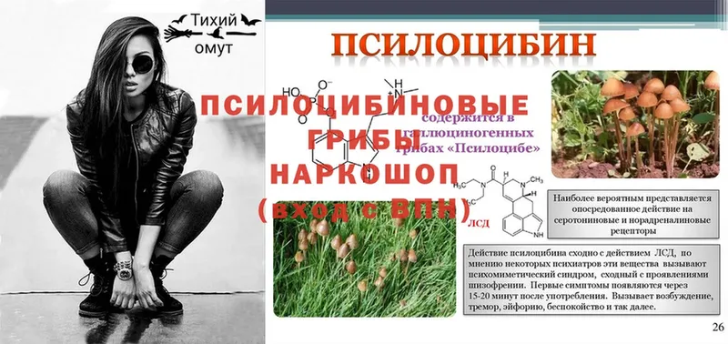 Галлюциногенные грибы Psilocybe  магазин продажи   Ипатово 